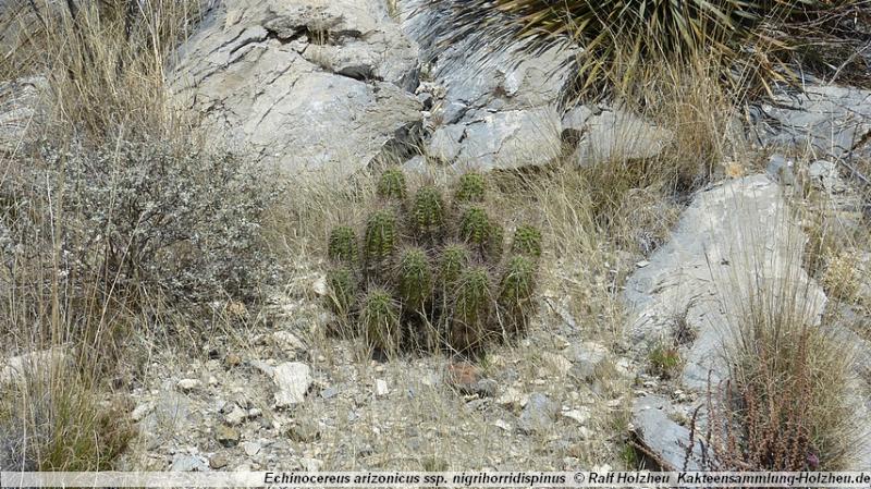 36_Echinocereus_arizonicus_ssp._nigrihorridispinus.JPG