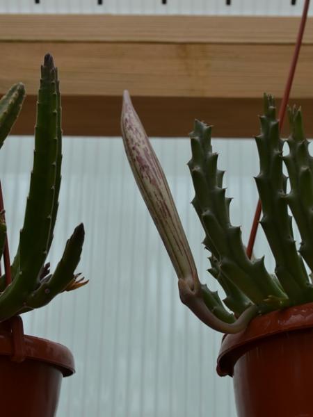 Stapelia variegata - seed pod