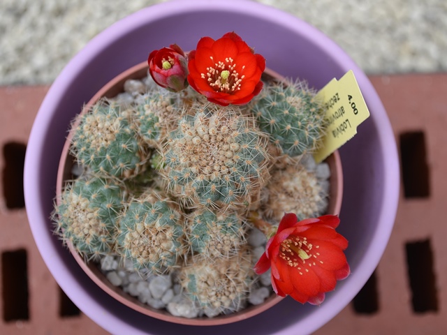 Lobivia atrovirens var. zecheri