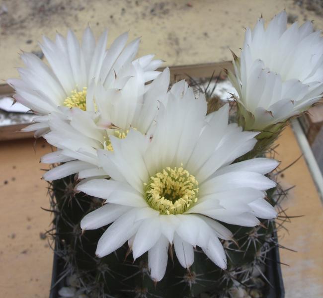 acanthocalycium spiniflorum var. macranthus LB1228 010615.JPG