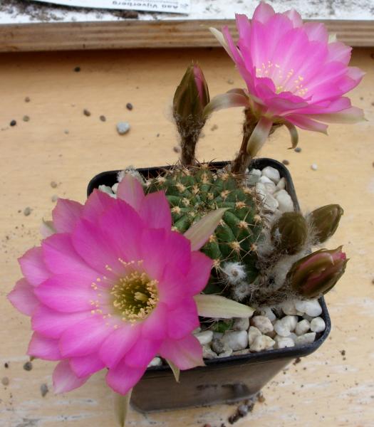 lobivia winteriana 010615.JPG