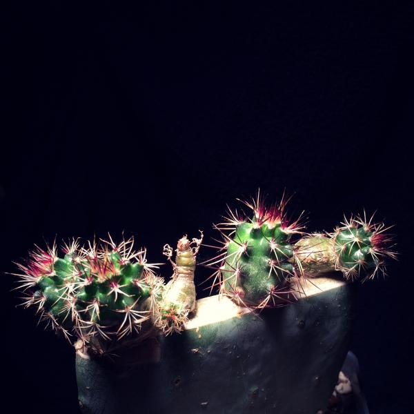 Echinocereus davisii