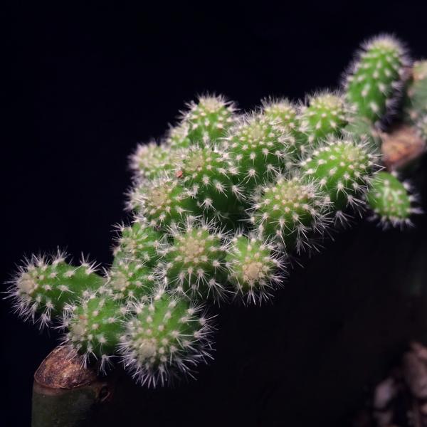 Echinopsis sp