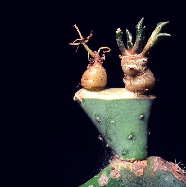 Ariocarpus retusus seedling