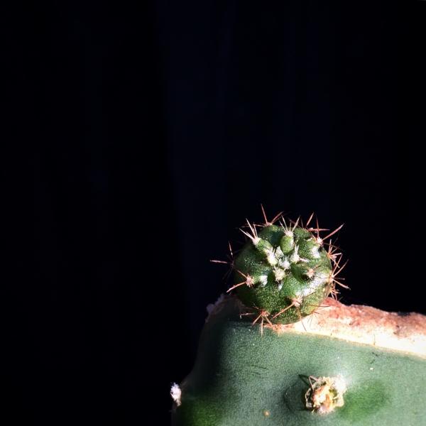 Melocactus matanzanus seedling