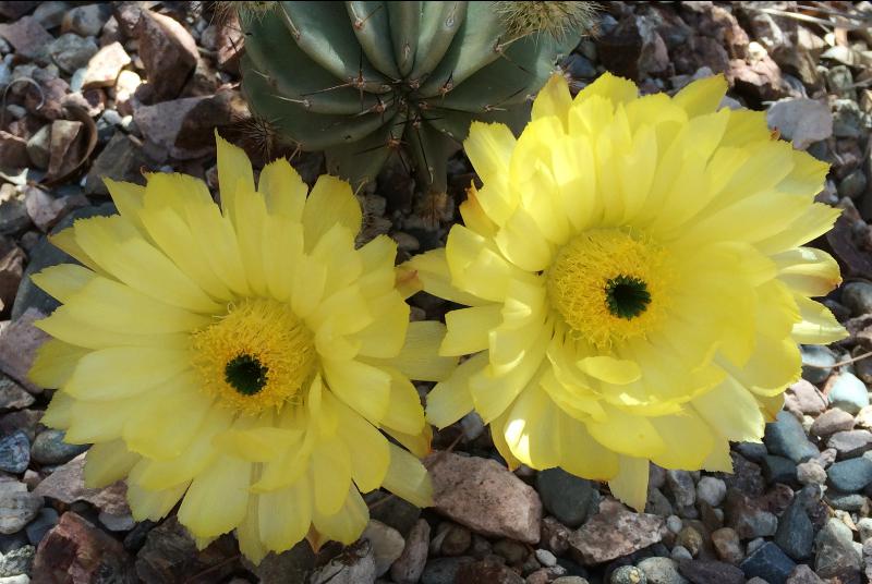 Echinocereus subinermis (2015-Jun03).jpg