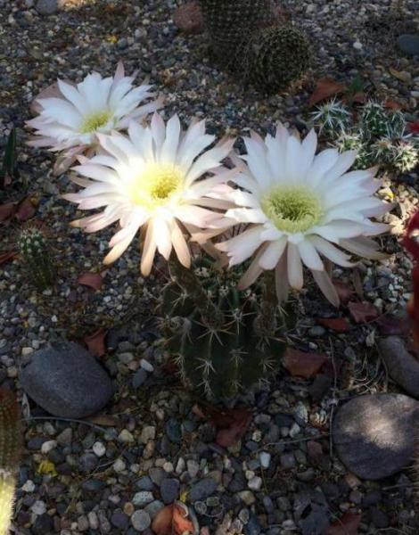 Echinopsis rhodotricha (2015-May28).JPG