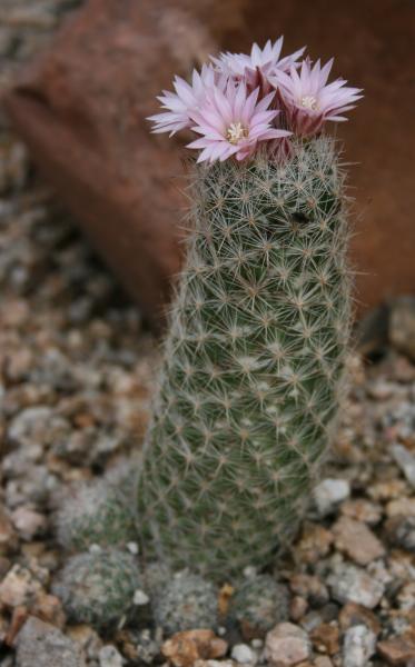 Escobaria tuberculosa (Chandler, AZ)