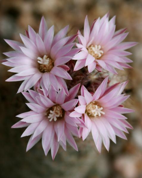 Escobaria tuberculosa - close-up (Chandler, AZ)
