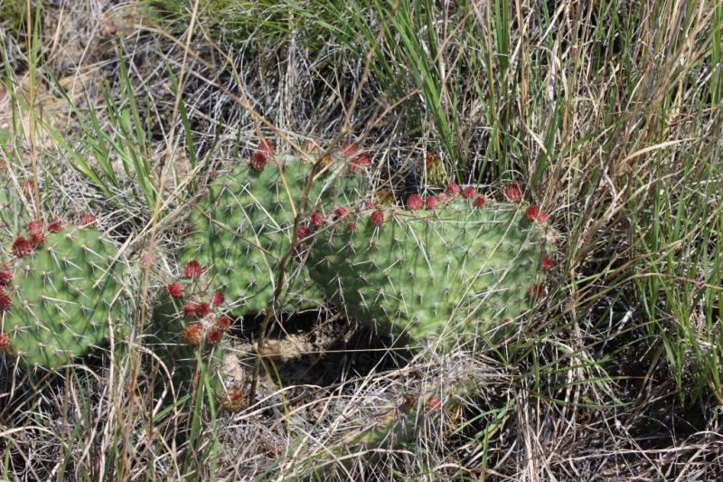 Opuntia polyacantha.jpg