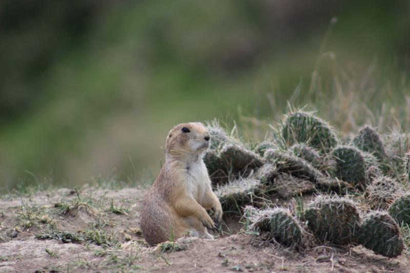 Opuntia polyacantha and a praire dog.jpg