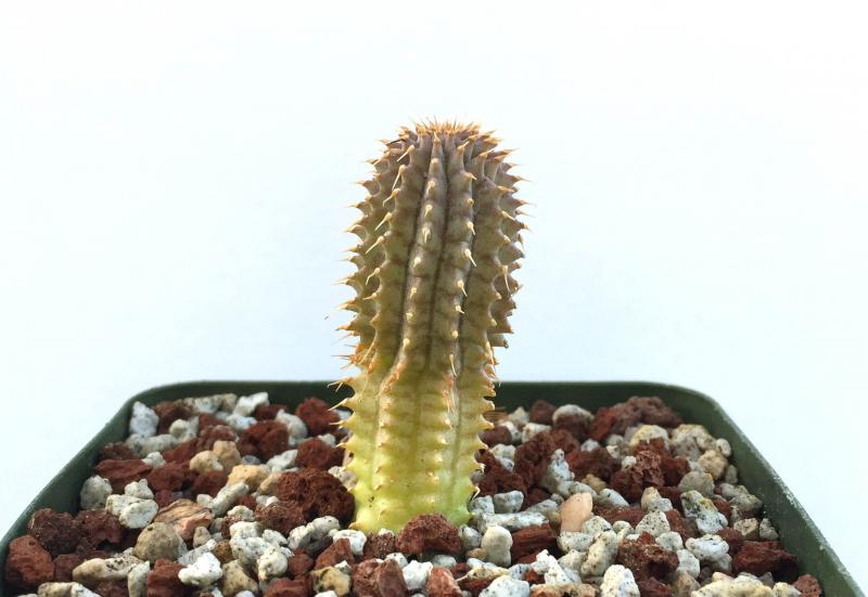 Hoodia macracantha