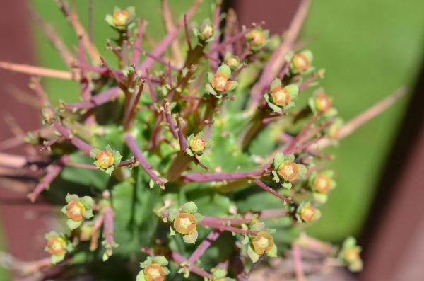 Euphorbia sp.