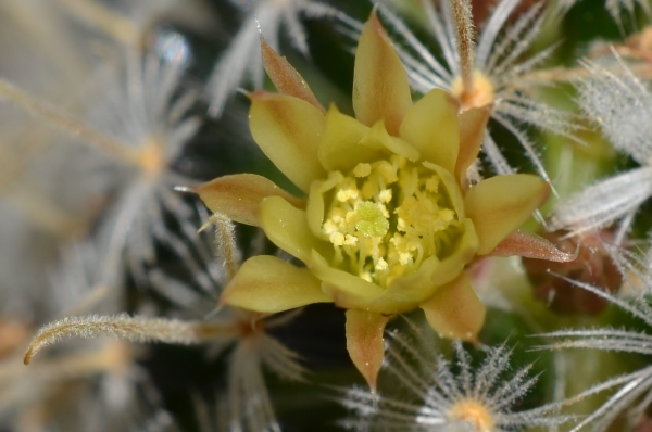 Mammillaria duwei flower closeup