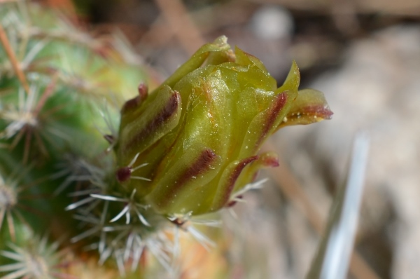 Missed it- but Echinocereus viridiflorus