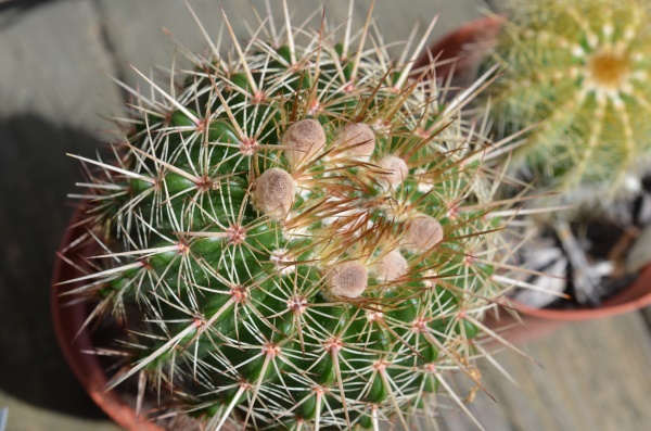 Notocactus/Parodia sp.