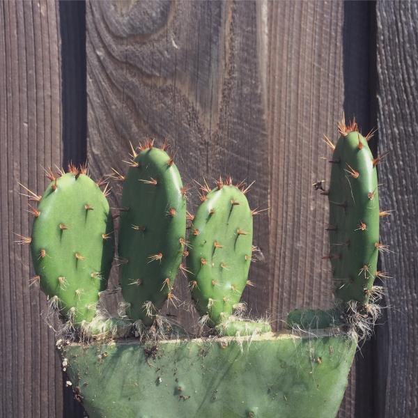 Opuntia seedling scion