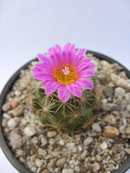 escobaria hesteri 240412.JPG