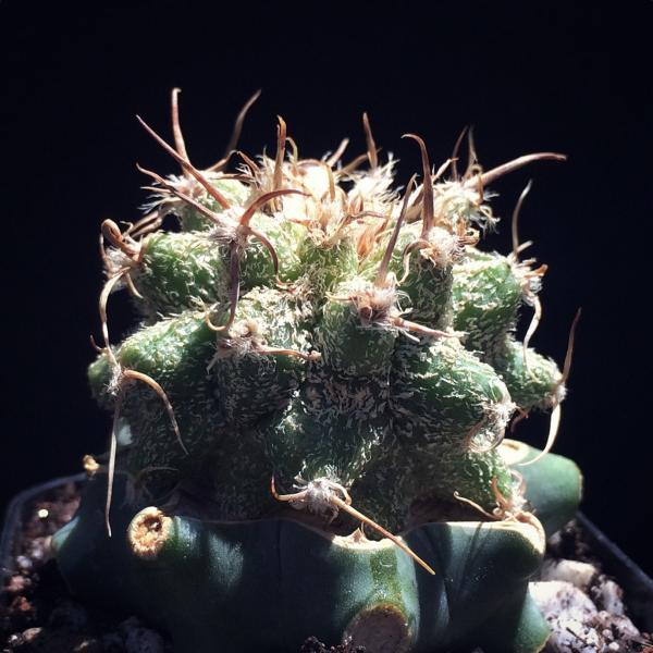 Astrophytum caput-medusae + Ferocactus glaucescens