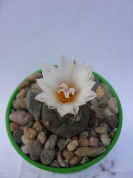 turbinicarpus macrochele 240412.JPG