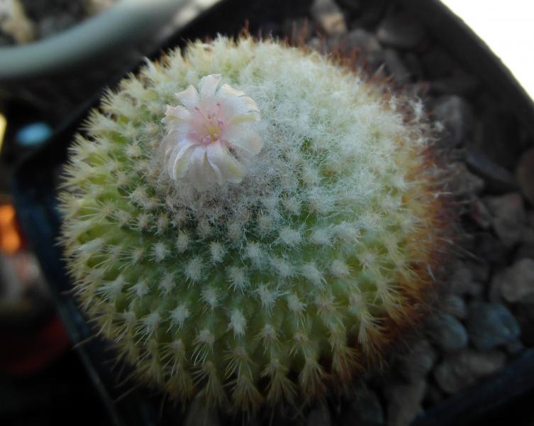 Epithelantha greggii - cought a flower.