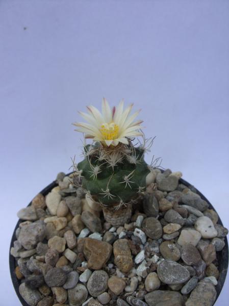 turbinicarpus krainzianus ssp. minimus 240412.JPG