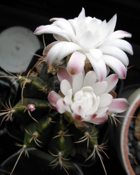 Gymnocalycium anisitsii flowers.