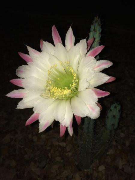 Cereus aethiops (2015-Jun12)B.jpg