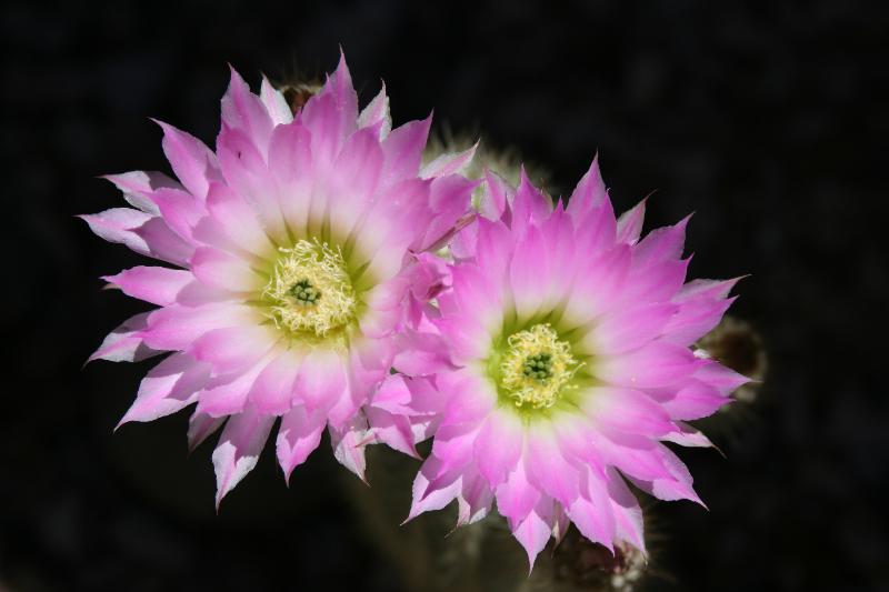 Echinocereus websterianus 2 (2015-Jun12).JPG