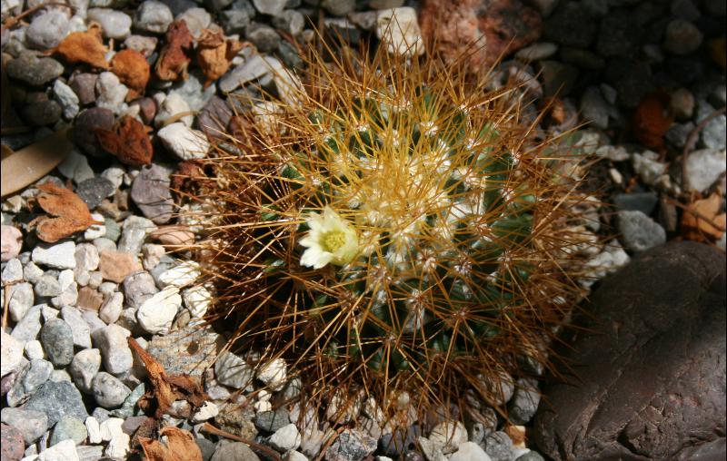 Mammillaria nivosa (2015-Jun12).JPG