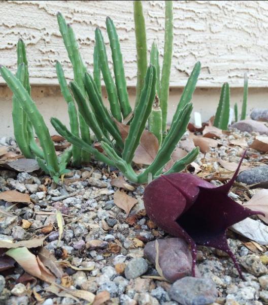 Stapelia leendertziae (2015-Jun10)A.jpg