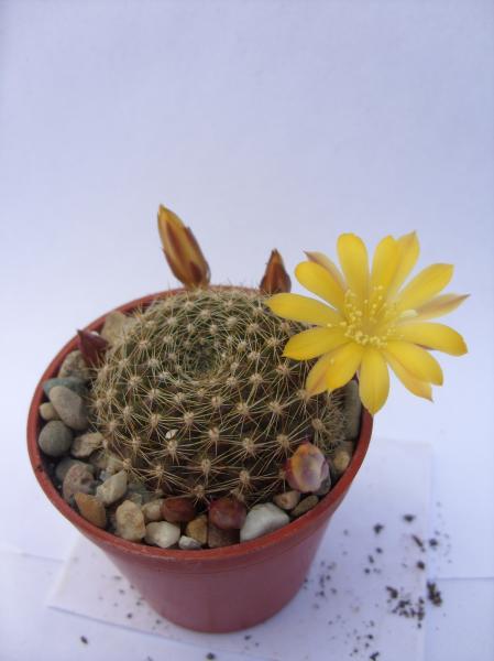 rebutia marsoneri WR818 240412.JPG