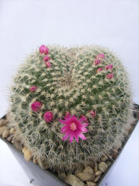 mammillaria hahniana fa. cristata 240412.JPG