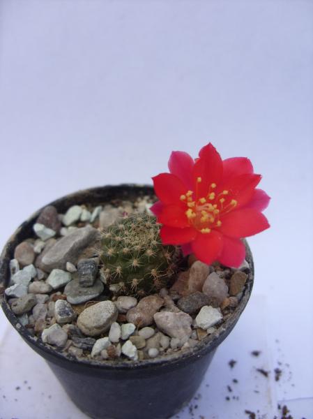 rebutia marsoneri var. krainziana 240412.JPG