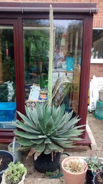 face on view of plant and spike