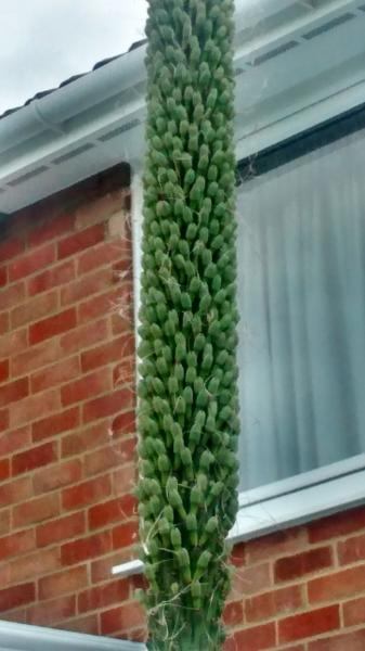 close up of top of flower spike