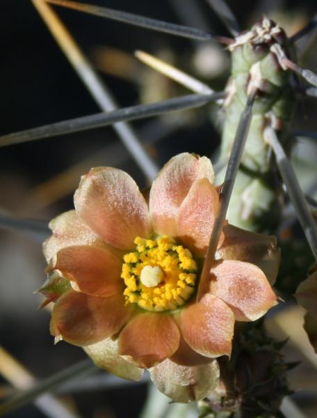 Cylindropuntia ramosissima (Chandler, AZ)