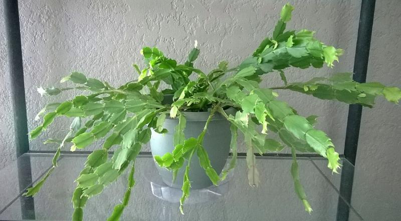 Christmas Cactus April 2015.jpg