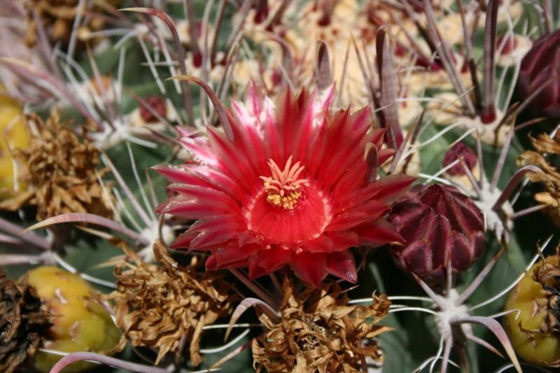 Ferocactus emoryii (Chandler, AZ)