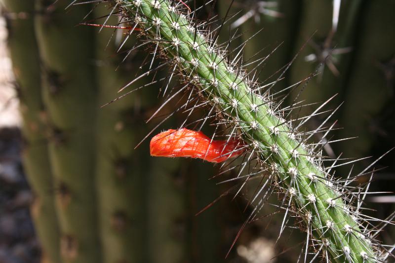 Cleistocactus horstii 1 (2015-Jun14)B.JPG