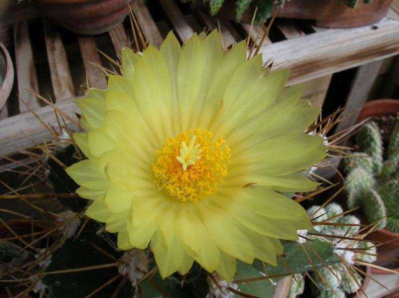 Astrophytum ornatum (04-24-2012)