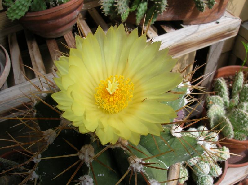 Astrophytum ornatum (04-24-2012)