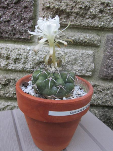 1-Discocactus crystallophilos2015.jpg