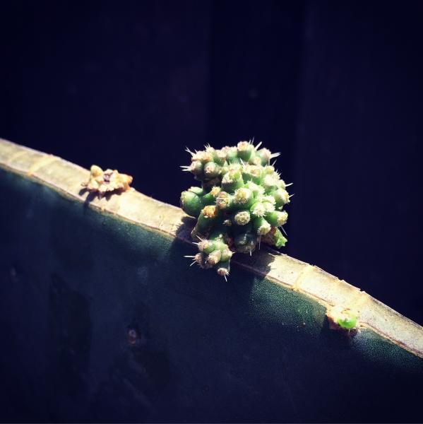 Hamatocactus setispinus monstrose