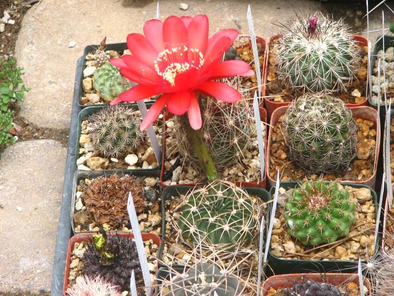 Echinopsis calorubra