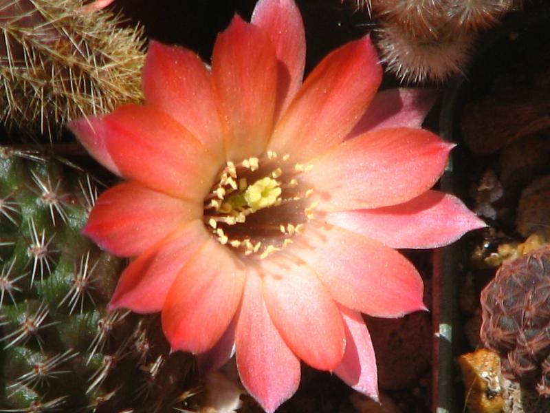 Rebutia pygmaea