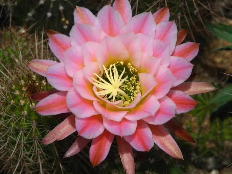 Echinopsis Dimmitt hybrid &quot;First Light&quot;