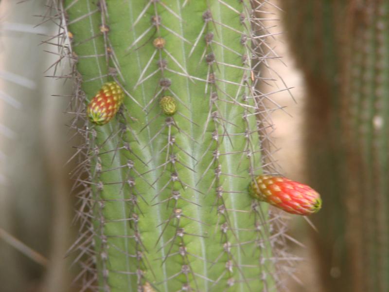 Cleistocactus laniceps