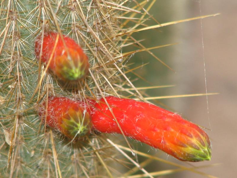 Cleistocactus smaragdiflorus