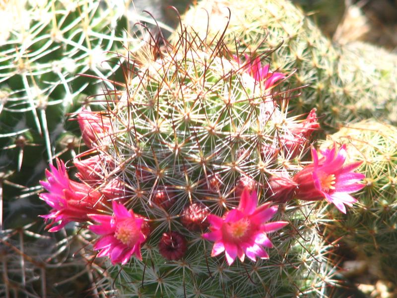 Unknown Mammillaria